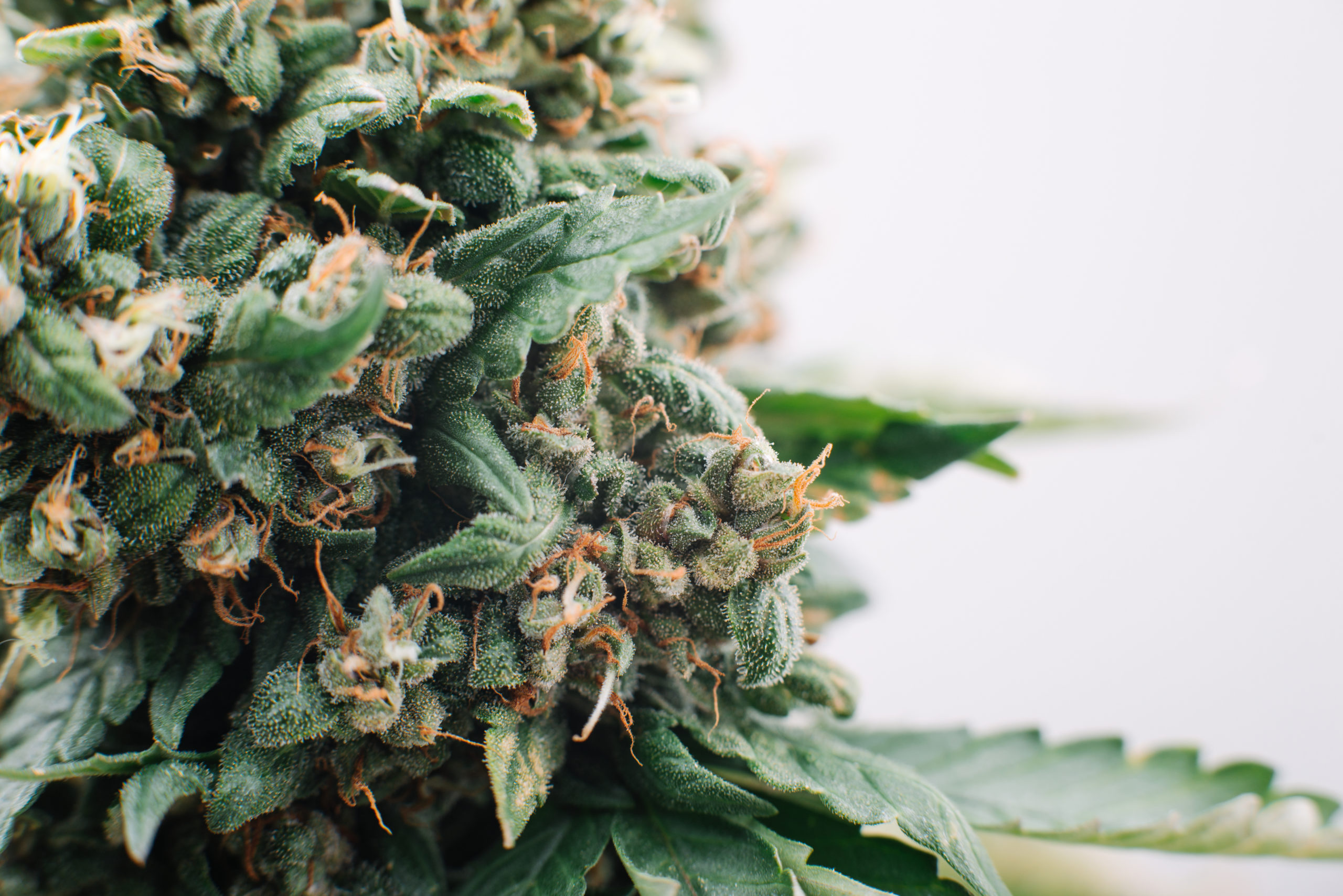 medical marijuana, plant flowers, close-up, medical cannabis