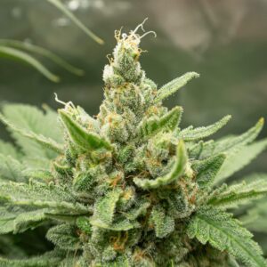 Western Cannabis - Bruce Banner 3x.5g.jpg