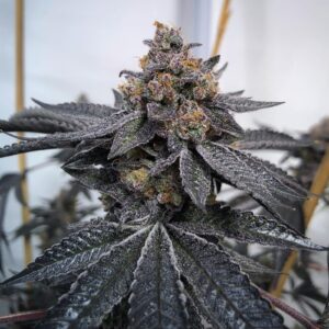 Western Cannabis - Dos si Dos 14g.jpg